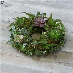 Living Succulent Wreath